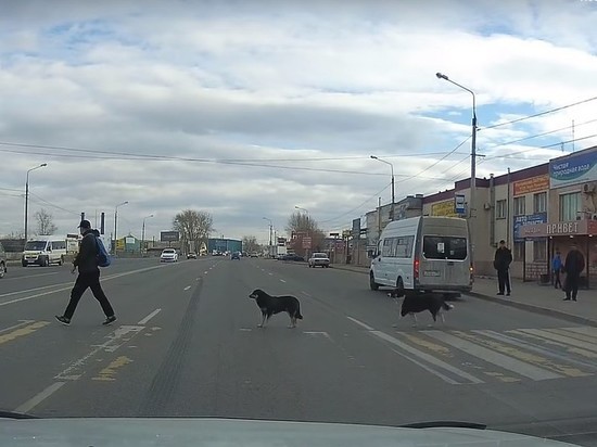 В Челябинске умные собаки переходят дорогу по «зебре»