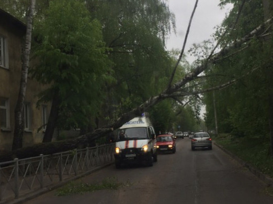 В Калининграде на  улице Судостроительной рухнуло дерево