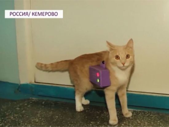 Кемеровский шестиклассник изобрел фитнес-ошейник для поиска своего кота