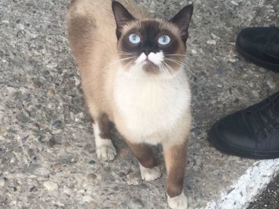 В Кемерове сиамская кошка отчаянно пытается найти хозяев
