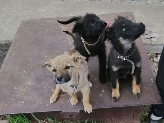 В Кемерове пытаются найти хозяев для игривых щенков