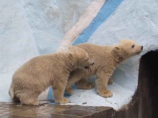 Новосибирцы хотят назвать белых медвежат-двойняшек Симом и Симкой