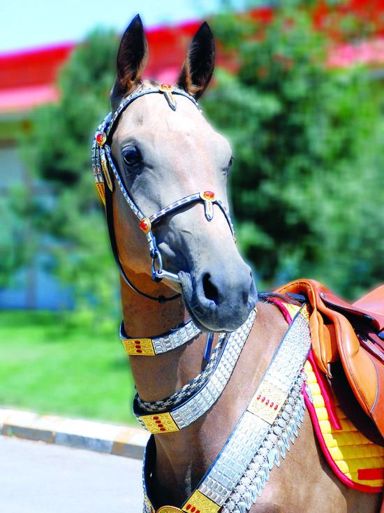 В Туркменистане отметили национальный Праздник туркменского коня