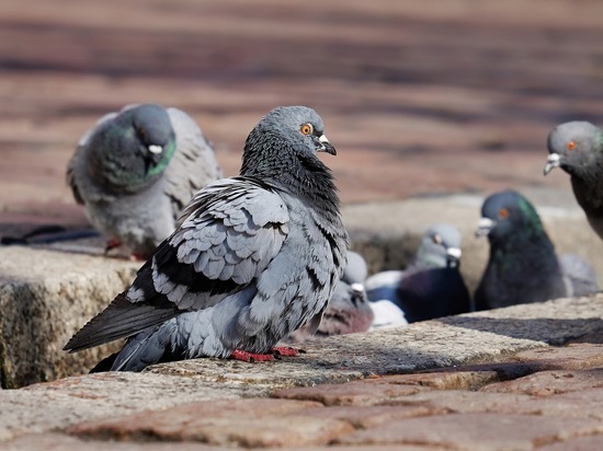 Дюссельдорф: массовая кастрация… голубей