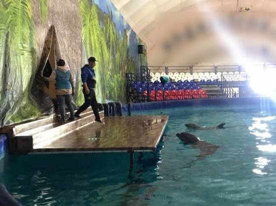 В Ижевске состояние дельфинов в дельфинарии проверила комиссия