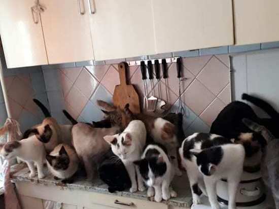 Жительница Барнаула и ее 60 кошек под угрозой выселения из квартиры
