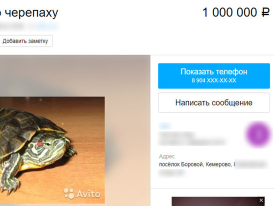 В Кемерове за водяную черепаху просят миллион рублей