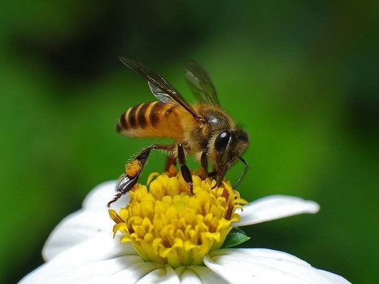 Наволокчане примут участие в конкурсе, посвященном пчелам