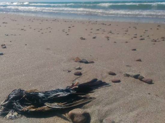 На берегах Балтийского моря были обнаружены сотни мёртвых птиц