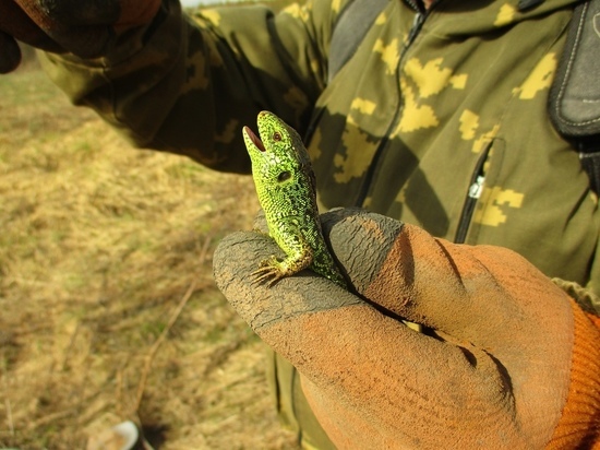 В Тверской области поисковики нашли исчезающий вид ящерицы