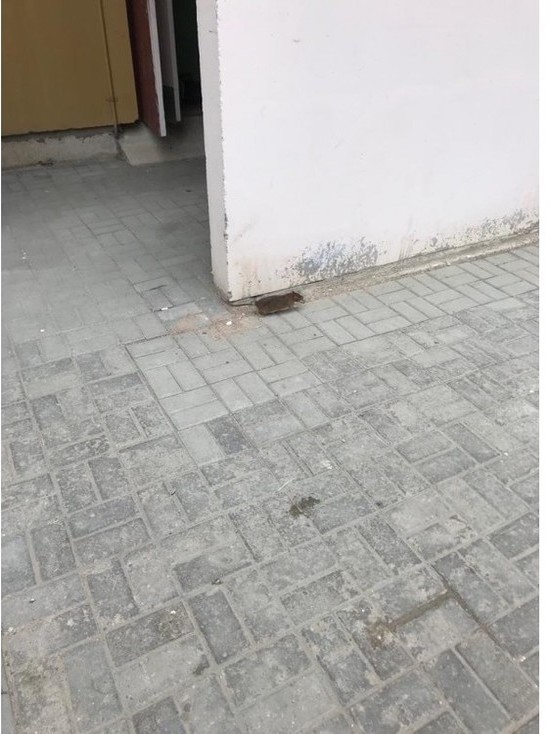 Жильцы дома на улице Юности в Пскове жалуются на крыс