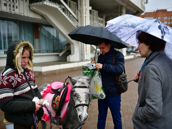 В Ярославле чиновники проводят рейды по проверке лошадей и пони