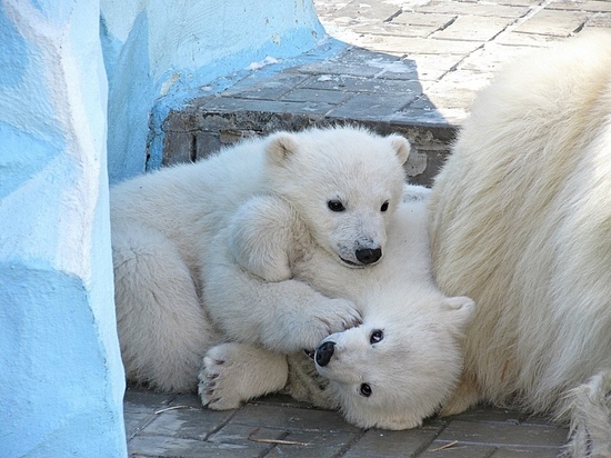 Новосибирцы выбирают имена для белых медвежат