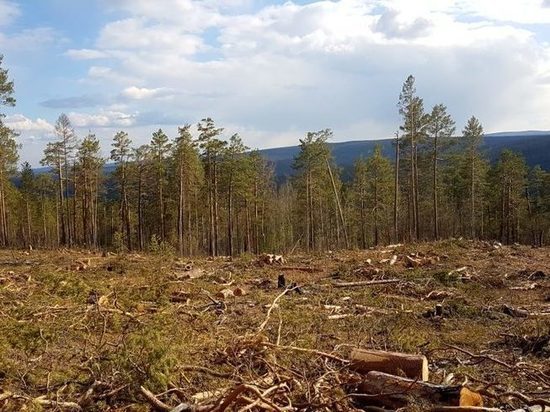 Акты лесопатологических обследований лесов Приангарья признаны незаконными