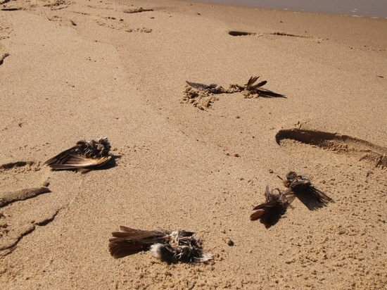 Учёные: «На Куршской косе птицы погибли из-за тумана»