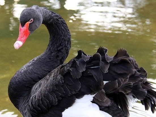 В сочинском дендрарии у австралийских чёрных лебедей вылупились три птенца