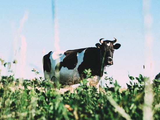 Фермера из Воронежской области осудили за мошенничество с коровами