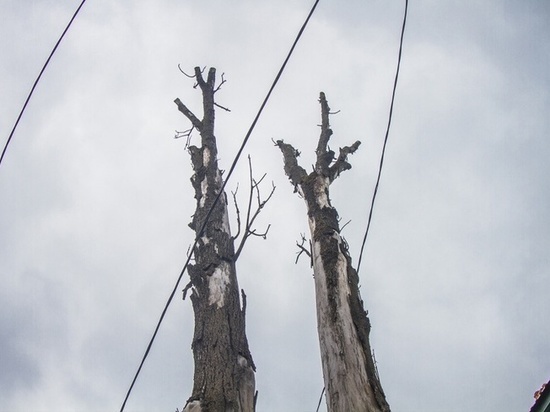 В Смоленске всерьез занялись аварийными деревьями