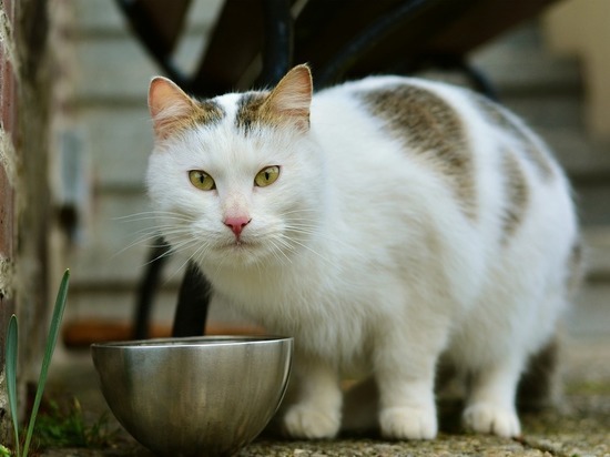 Названа новая опасность «домашней» еды для кошек