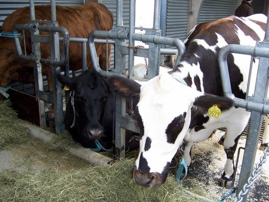 Молочная ферма Ноябрьска пополнится вологодскими буренками