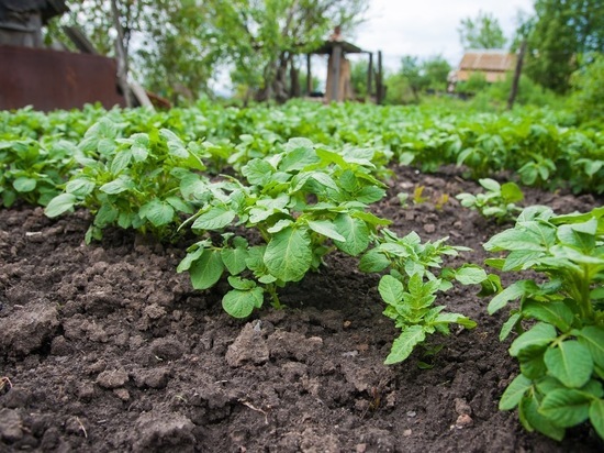Волгоградский агроном: картошку сажают, когда начинают цвести одуванчики