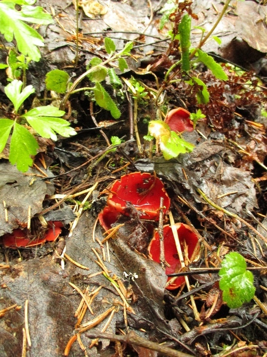 В Тверской области появились первые красные грибы