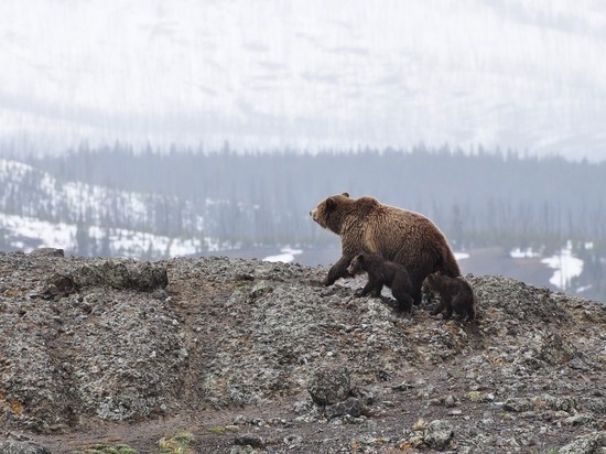 В Красноярске медведи снова выходят к людям