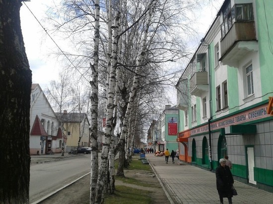 В кузбасском городе  голосуют за спасение березовой аллеи