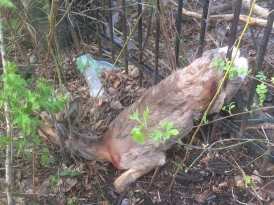 На городском кладбище Ульяновска в ограде застряла косуля