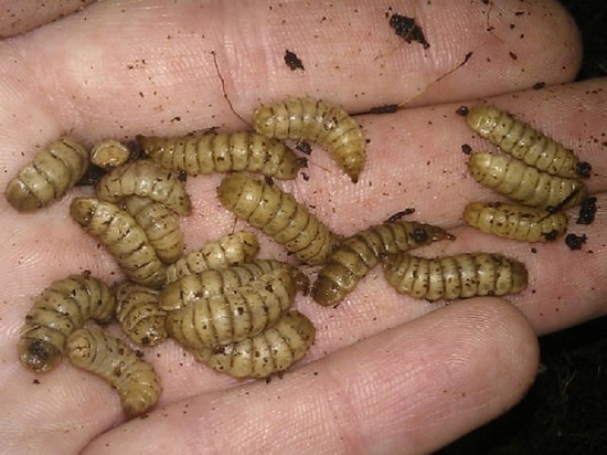В Калмыкии вылупились личинки саранчовых вредителей