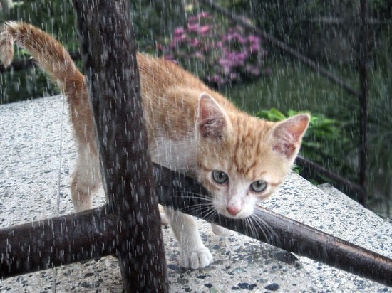 В понедельник в Рязани ожидаются дожди с грозами