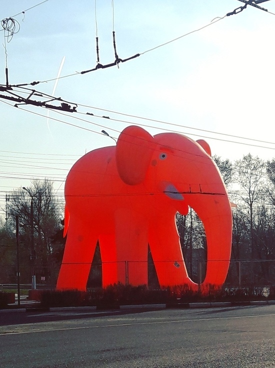 Трое хулиганов порезали оранжевого слона возле цирка