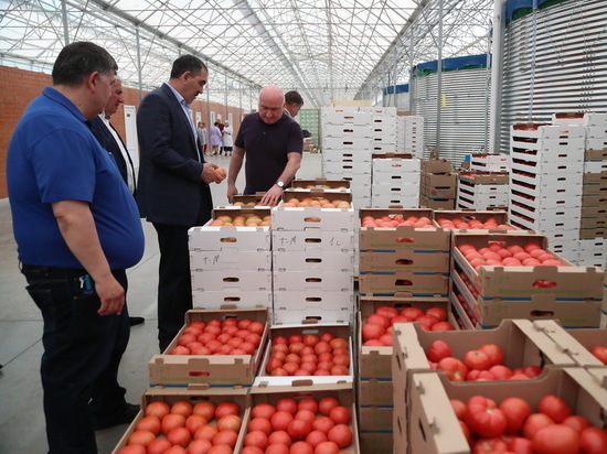 В Ингушетии собрали первый урожай томатов на агрокомплексе «Сунжа»