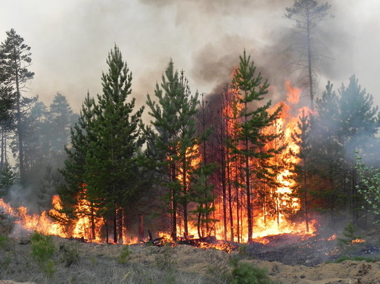 Пожары в Хакасии уничтожили 400 гектаров леса