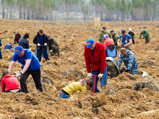 В Бурятии пройдет Всероссийский день посадки леса