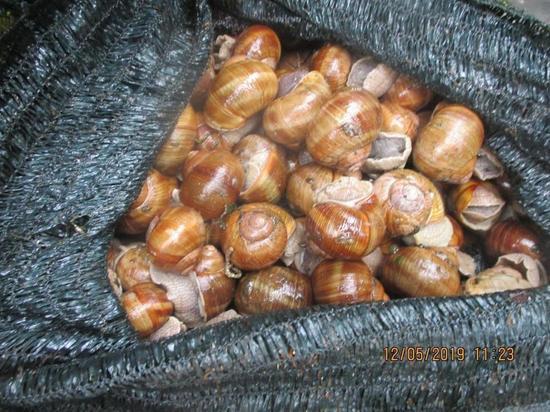 В Псковскую область не пустили 80 кг живых улиток