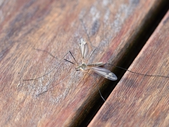 Как волгоградцам избавиться от комаров, не покупая репелленты