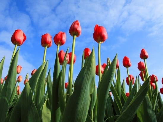 В Железноводске две женщины «ограбили» клумбу с тюльпанами