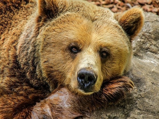 В Островском районе в деревянном ящике несколько лет живёт медведь