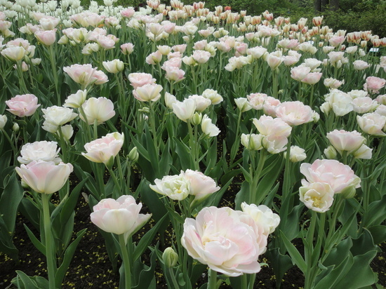 Ботанический сад ВятГУ приглашает на праздник тюльпанов