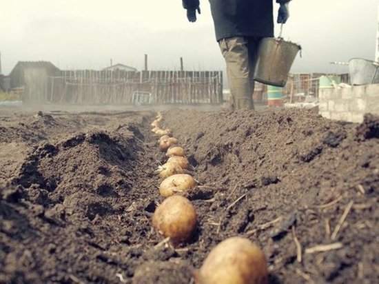 В Ташлинском районе мужчина сажал картошку на ядовитом поле