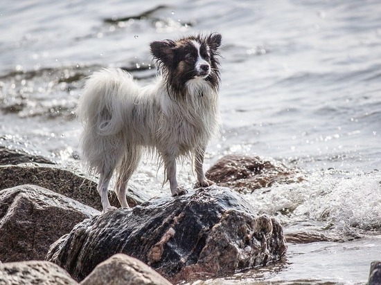 В Кабардино-Балкарии собаку-"робинзона" спасли из изоляции на острове