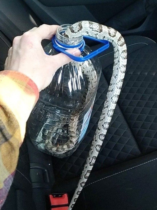Житель Обнинска три недели возил в машине змею, сам того не зная