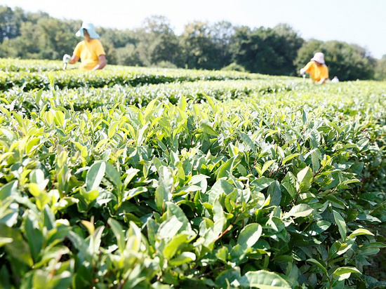 Зелёный чай из Сочи привёз «золото» с чайной выставки в Шанхае