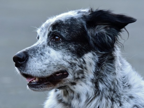 Забайкалье - в числе пяти субъектов РФ, где собак отлавливают ветеринары