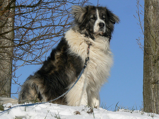 Главный кинолог России назвал лучшие породы собак-охранников