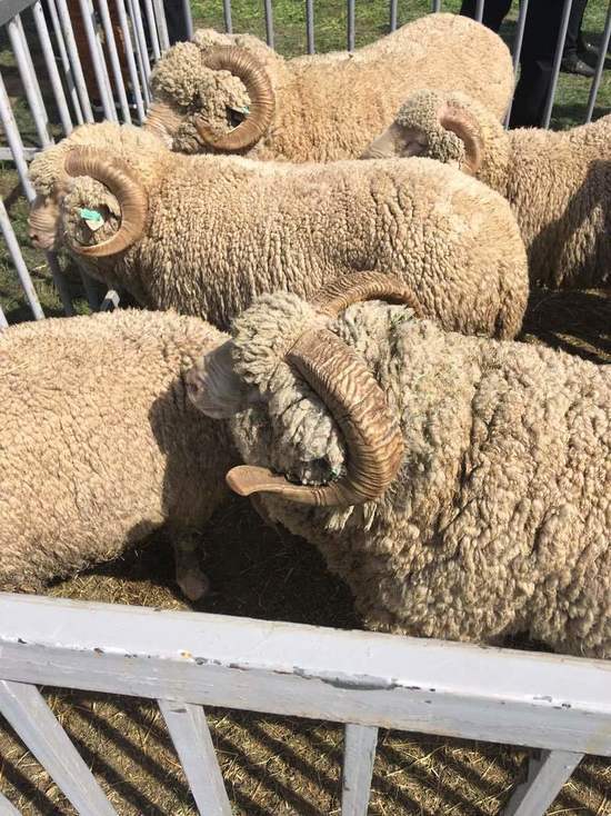 Калмыцкие овцы поедут в Астрахань