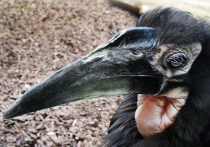 В Московском зоопарке редчайшее событие — у пары рогатых воронов вылупились сразу три птенца