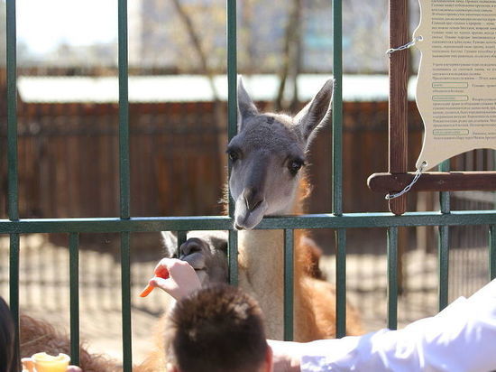 Зоопарк «Лимпопо» отпразднует День защиты детей "6+"
