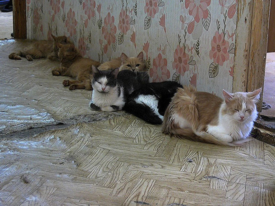 Два десятка кошек развела в квартире жительница Ноябрьска